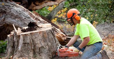 stump removal in Brookhaven, NY