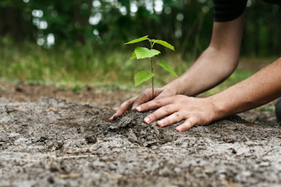 tree planting in Brookhaven, NY