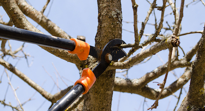 Brookhaven tree pruning