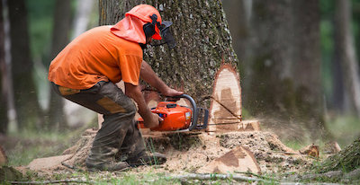 tree removal in Brookhaven