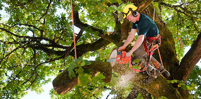 tree trimming in Brookhaven